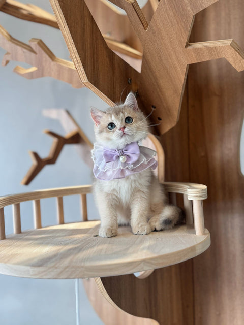 🐱英短 藍金 女女