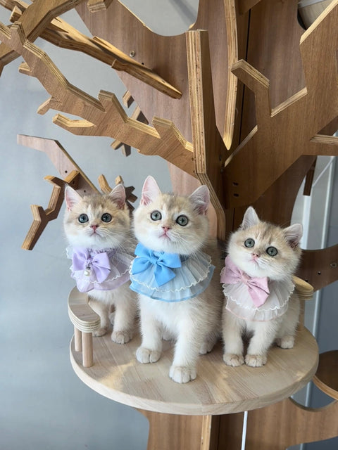 🐱英短 藍金 仔仔